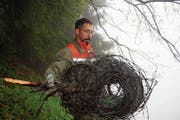 Es sind keine Zäunchen, welche die Zivilschützer wegräumen. Rollenweise wird der Stacheldraht gesammelt. (Bild: Patricia Wichser)