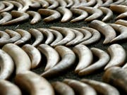 Elefanten werden vor allem wegen der Stosszähne aus Elfenbein gejagt und getötet. (Bild: KEYSTONE/EPA/RUNGROJ YONGRIT)