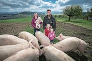 Inmitten ihrer Freilandschweine: Jasmin und Toni Schönbächler mit Finja (auf Arm), Nina und Eny (Bild: Pius Amrein, Rickenbach, 15. Mai 2019)