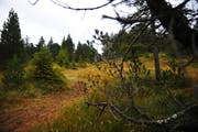 Eine Moorlandschaft beim Langis. (Bild: Corinne Glanzmann, 20. September 2011)