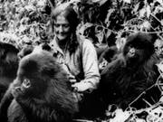 Dian Fossey (1932-1985) mit drei «ihrer» Berggorillas im Gebiet der Virunga-Vulkane in Ruanda in einer Archivaufnahme aus dem Jahr 1982. (Bild: Keystone/AP, NATIONAL GEOGRAPHIC SOCIETY/STR)