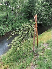 Den Werkhof-Mitarbeitenden bot sich dieser traurig stimmende Anblick der zerstörten Jungbäume. (Bild: PD)
