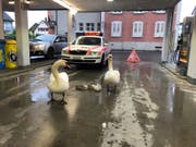 Ungewöhnlicher Platz für ein Nickerchen, aber passend um Energie zu tanken: Eine Schwanenfamilie an der Coop-Tankstelle beim Werdenbergersee. (Bild: Kantonspolizei)