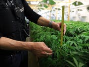 Die Hanfplantage in Hünenberg ZG ist eine von drei Anlagen, die die Polizei im Rahmen einer Razzia stilllegte. (Bild: Zuger Polizei)