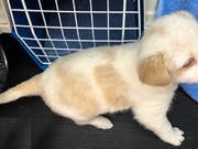 Der junge Mischlingshund wurde neben einem Auto des Tierrettungsdienstes ausgesetzt. (Bild: Kapo ZH)