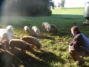 Hier dürfen die Schweine noch nach Herzenlust nach Würmen und Egerlingen wühlen. (Bild: PD)
