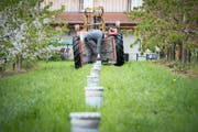 Zuletzt mussten Ostschweizer Obstbauern vor zwei Jahren Frostkerzen aufstellen - damals jedoch im April. (Bild: Ralph Ribi, 19. April 2017)