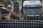 Räumung: Am 8. August 2017 werden auf dem Hof in Hefenhofen die Tiere abtransportiert. (Bild: Manuel Nagel)
