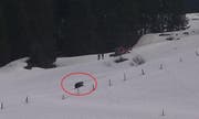 Der Braunbär durchstreifte bereits im Frühjahr 2018 die Gerschnialp in Engelberg. (Bild: PD, April 2018)
