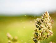 Bei schönem Wetter fliegen momentan unter anderem Gräserpollen. (Bild: Getty)