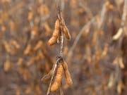 Lebensmittel mit Spuren von gentechnisch veränderten Pflanzen wie beispielsweise Sojabohnen sollen künftig in der Schweiz mit einem vereinfachten Verfahren zugelassen werden. (Bild: KEYSTONE/AP/Andre Penner)