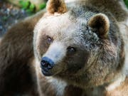 In der Slowakei ist ein Braunbär durch eine Stadt gestreift und hat die Bewohner aufgeschreckt. (Bild: KEYSTONE/GAETAN BALLY)