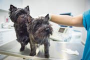 Der Tierarzt betonte, dass keines der Tiere im Rahmen der ihm angelasteten Behandlungen zu Schaden gekommen sei. (Bild: Andrea Stalder)