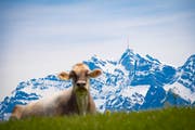 Landwirtschaftliche Idylle: Ein Kuh vor dem noch immer verschneiten Säntis. Bild: Gian Ehrenzeller/Keystone