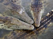 Reptilien wie Krokodile und Schlangen sollen künftig mit schonenderen Methoden getötet werden. Das Bild zeigt Krokodile in einer tschechischen Farm. (Bild: KEYSTONE/AP dapd/Petr David Josek/AP)
