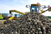 Die Zuckerrübenernte wird auf dem Feld auf die Traktor-Anhänger verladen. (Bild: Donato Caspari)