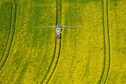 Ein Rapsfeld wird mit Pestiziden besprüht. Bild: Hans Blossey/Keystone