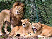 Eine Löwengruppe aufgenommen in einem Gehege im Serengeti-Park Hodenhagen am Südrand der Lüneburger Heide in Niedersachen. (Bild: Keystone/DPA-Zentralbild/WALTRAUD GRUBITZSCH)