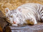 Weiss statt goldgelb: Die ungewöhnliche Farbe entsteht bei Tigern wegen einer seltenen Genmutation, die vor allem bei in Gefangenschaft geborenen Tieren der Art vorkommt. (Bild: KEYSTONE/EPA MTI/CSABA KRIZSAN)