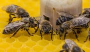 Der Roboter leitet mit Wärme und Vibrationen die Bienen im Staate dank meteorologischen Informationen aus dem Internet. (Bild: PD)