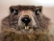Rohes Murmeltierfleisch kann tödlich sein (Im Bild ein präpariertes Murmeltier, anlässlich der Ausstellung «Jäger, Tiere und Wilderer - Handwerk und Legenden in Nidwalden» im Nidwaldner Museum Salzmagazin in Stans). (Bild: KEYSTONE/ALEXANDRA WEY)