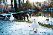 Die Gänse haben den Moosweier verlassen. (Bild: Sabrina Stübi - Bruggen, 5. Dezember 2017)