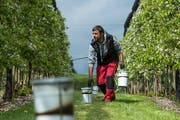 Der Grosswanger Obstbauer Lukas Meyer verteilt Frostkerzen und Holzschnitzel in seiner Plantage, um die Blüten vor dem drohenden Frost zu schützen. (Bild: Dominik Wunderli, Grosswangen, 6. Mai 2019)
