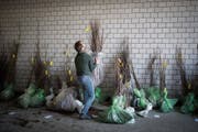 Ende März wurden in Wittenbach 4600 einheimische Sträucher abgegeben. (Bild: Benjamin Manser (23. März 2019))