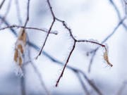 So sah es am Montagmorgen weitherum aus: Frost auf einem dünnen Ast. (Bild: KEYSTONE/MELANIE DUCHENE)