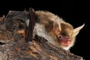 Das Kryptische Mausohr wiegt bloss 5 bis 10 Gramm, hat jedoch eine respektable Flügelspannweite von gut 25 Zentimetern. Sie ernährt sich von Kleininsekten wie Fliegen und Mücken sowie von Spinnen. Bild: René Güttinger/RG Blick