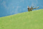 Die Rotwild-Population wäre ohne Sonderjagd im Jagdbanngebiet Säntis nur sehr schwer zu regulieren. (Bild: Kerstin Joensson/AP)