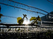 Der Frühlingsfrost verschonte den Kanton Genf nicht. Die Schäden sind aber nicht vergleichbar mit der Missernte 2017. (Bild: KEYSTONE/JEAN-CHRISTOPHE BOTT)