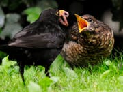 Die Amsel ist zwar weit verbreitet, könnte aber durch die Trockenheit im Sommer 2018 und einen Virus Verluste erlitten haben. (Bild: KEYSTONE/STEFFEN SCHMIDT)