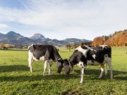 Das Milchverarbeitungs-Unternehmen Cremo hat rund 91 Millionen Liter Milch falsch deklariert. (Bild: KEYSTONE/GAETAN BALLY)