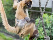 Das gut zwei Wochen alte Klammeraffenmädchen Quimba im Basler «Zolli» macht seinem Namen alle Ehre und klammert sich ans Fell seiner Mutter. So geht's noch monatelang per Mamataxi mit Schwung durch die Baumkronen. (Bild: Keystone/Zoo Basel (Torben Weber))