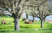 So soll es sein: Diese Kühe bei Fimmelsberg geniessen abfallfreie Wiesen. (Bild: Andrea Stalder)