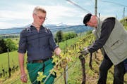 Das ist gerade noch gut gegangen: Rebmeister Peter Keel (links) und Rebhelfer Holm Sturm finden keine abgefrorenen Schösslinge. (Bild: hb)