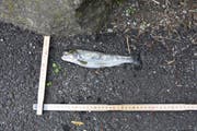 Einer der verstorbenen Fische aus dem Dorfbach. (Bild: Kapo TG)