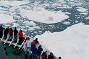 Besonders gefragt: Bären auf Eisschollen. Touristen fotografierten gestern Eisbären bei Spitzbergen. (Bild: Bryan and Cherry Alexander/Keystone)