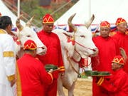 Die beiden Ochsen prophezeien eine gute Reisernte in Thailand. (Bild: KEYSTONE/EPA/RUNGROJ YONGRIT)