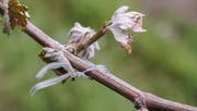 Frost kann den jungen Reben erheblichen Schaden zufügen. (Bild: PD)