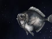 Der Silberkopf Diretmus argenteus lebt in der Tiefsee. Seine Strategie, in der fast absoluten Dunkelheit Farben zu sehen, erstaunt Forschende. (Illustration) (Bild: Alexandra Viertler/Universität Basel)
