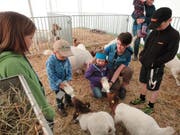 Luca und Lynn schöppeln zusammen mit Leiterin Ursi Zimmermann die Ziegen. (Bild: Ruedi Wechsler, Buochs, 1. Juni 2019)