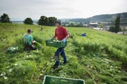 Die Zuwanderung osteuropäischer Arbeiter könnte ansteigen. Im Bild Erntehelfer in Kerzers. (Bild: Gaëtan Bally/Keystone, 21. Mai 2014)