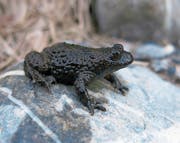 Das Bild zeigt eine Gelbbauchunke, auch Bergunke genannt, die im Kanton Zug vorkommt. (Bild: PD/Pro Natura)