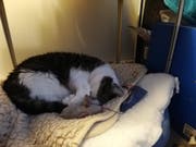 Katze Schnüfi wurde von der Bewohnerin mit ins Heim in Kreuzlingen genommen. (Bild: Sheila Eggmann)
