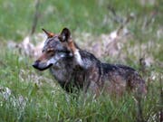 Ein Wolf im Obergoms. Künftig sollen Wölfe einfacher abgeschossen werden können. Ob das noch der Berner Konvention entspricht, ist fraglich. (Bild: KEYSTONE/MARCO SCHMIDT)