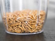 In den Niederlanden wurde in der Anwesenheit des Königs eine grosse Insektenfabrik eröffnet: ein Becher mit Mehlwürmern (Archivbild). (Bild: KEYSTONE/PETER KLAUNZER)