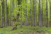 Die Rotbuchen (Fagus sylvatica) werden im Mittelland verschwinden, wenn der Klimawandel nicht gestoppt wird (Bild: KEY)