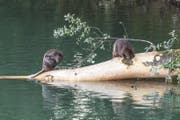 Seltener Anblick: Biber zeigen sich bei Tageslicht an der Aare (Bild: Fabio Baranzini)